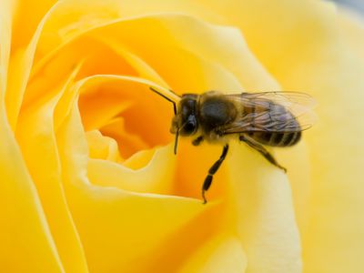 Australian researchers have shown that bees can distinguish nothing from various positive numbers.
