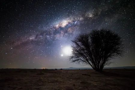 The Milky Way and moon illuminate a lone tree in the Atacama Desert, Chile.