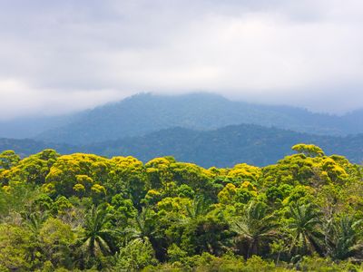 A view of part of Honduras' rainforest. 