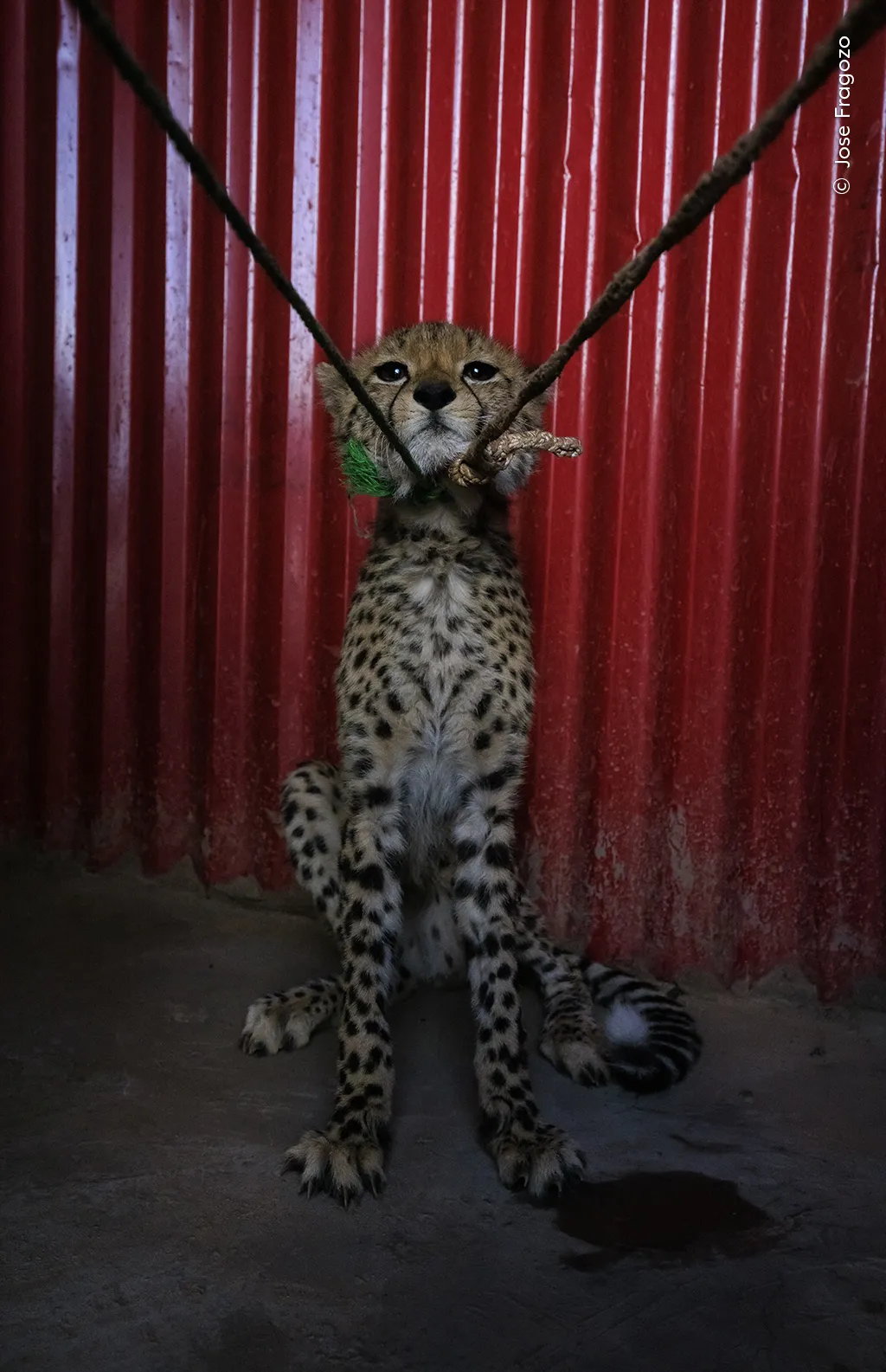 a cheetah cub stands tall against a red ridged wall, pulling back against two ropes attached to a collar around its neck
