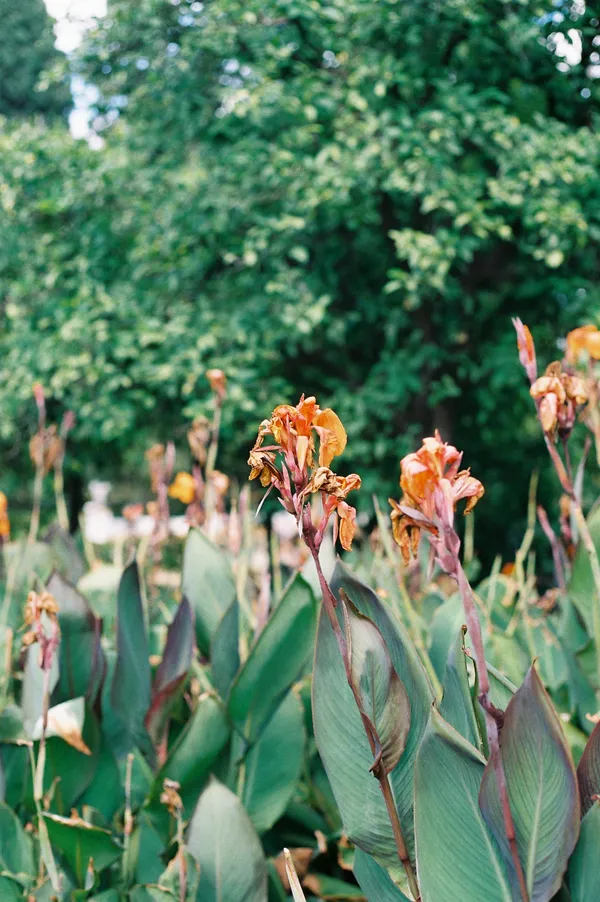 Canna Wyoming #2 thumbnail