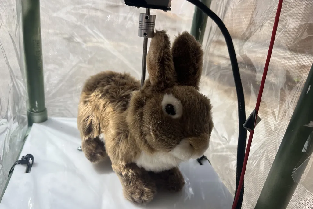 Stuffed rabbit inside box