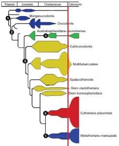 20110520083206mammal-family-tree-245x300.jpg