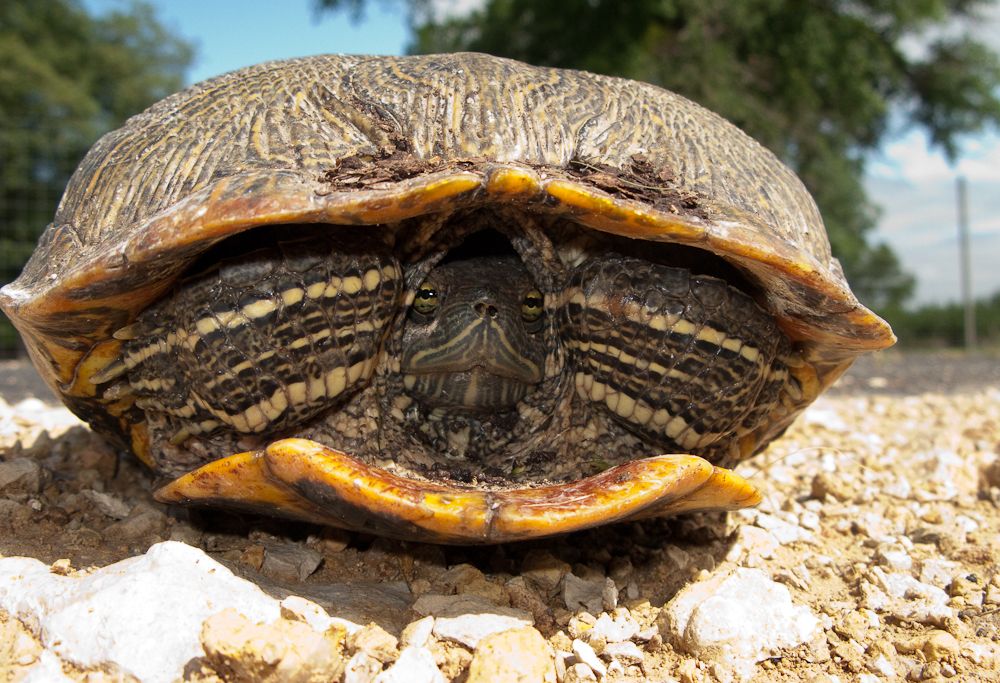 20131011093029turtle.jpg