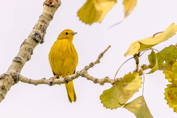 Yellow Warbler thumbnail