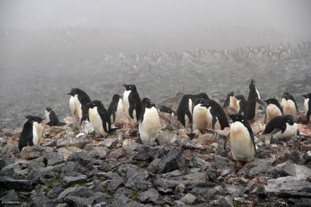 Adélie penguins on Beaufort Island