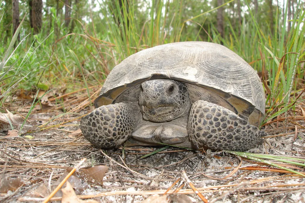Tortoise next to grass