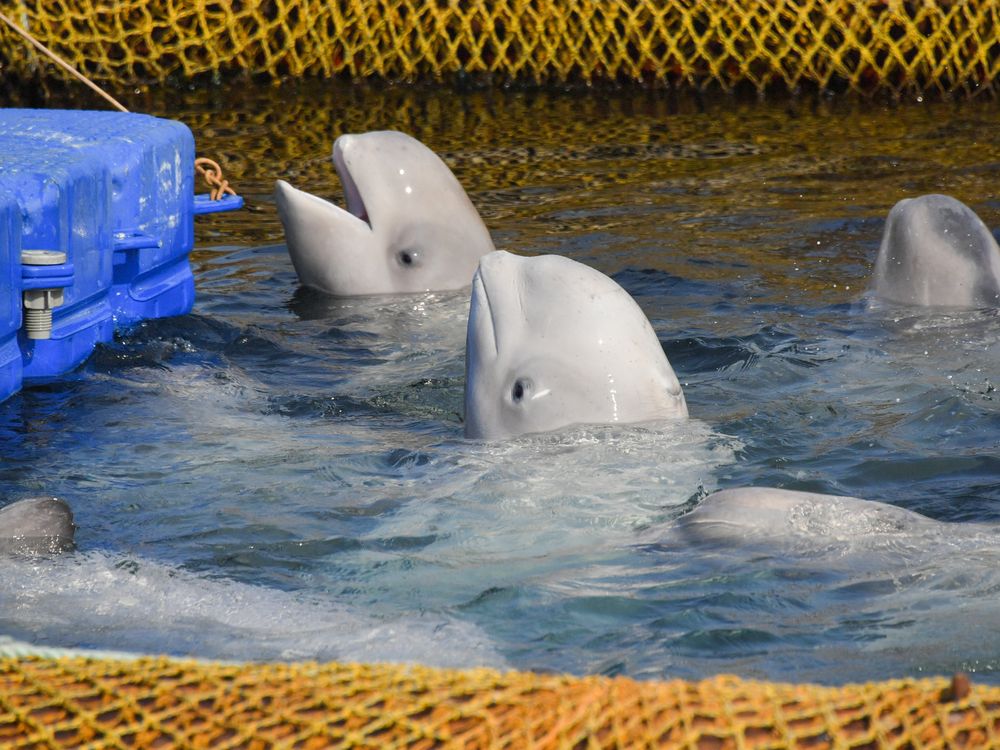 Belugas in captivity
