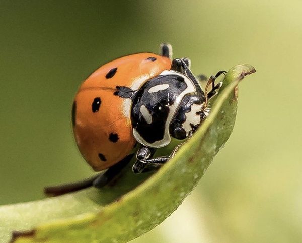 A ladybug thumbnail