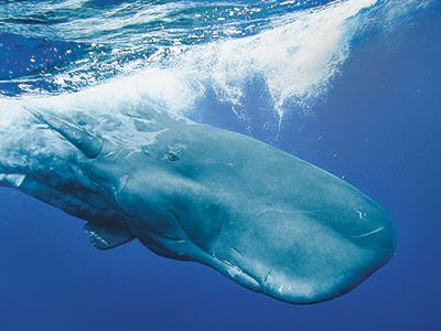 Sperm whale