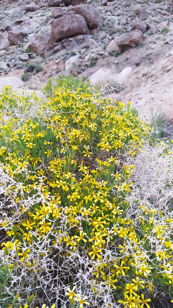 yellow flowers thumbnail
