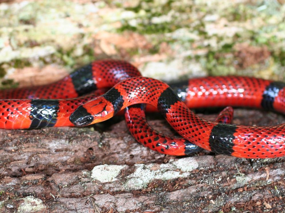 Coral Snake Mimic