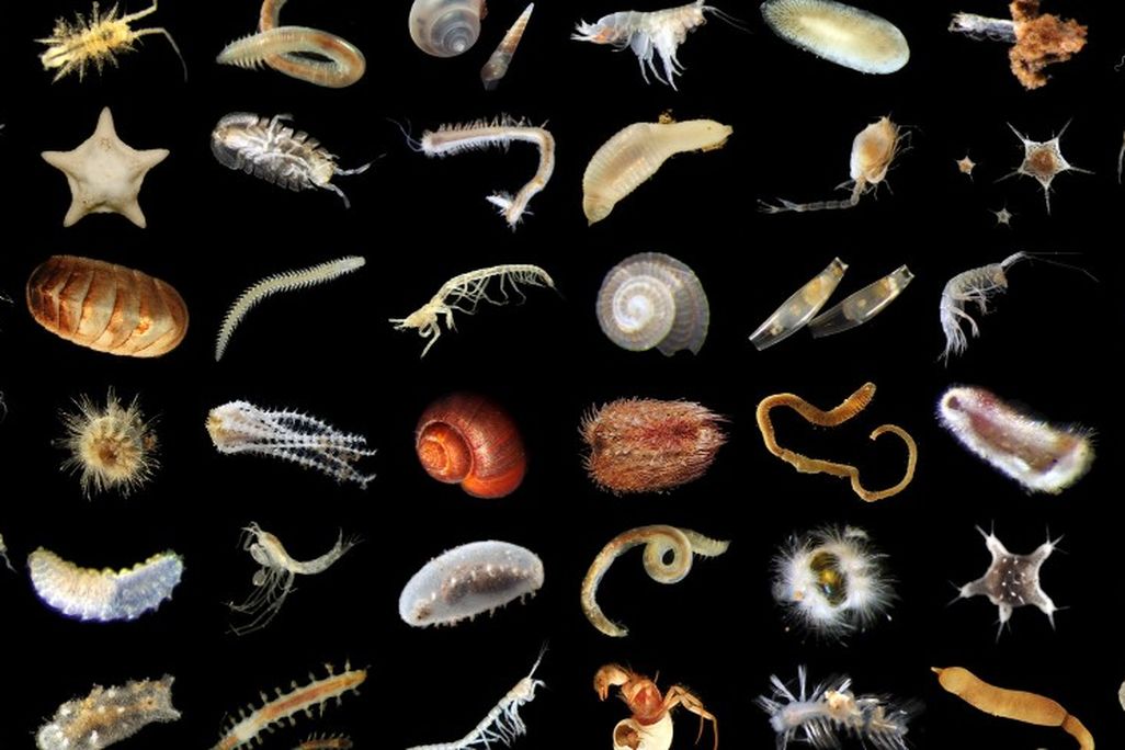 images of deep-sea creatures