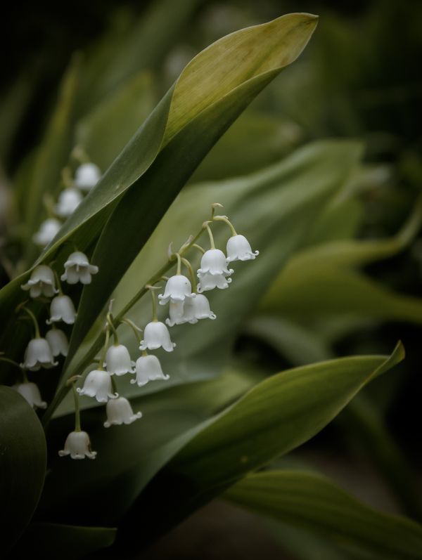 Lovely Lily of the Valley thumbnail
