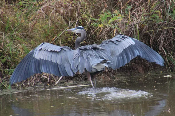 Great Blue Heron thumbnail