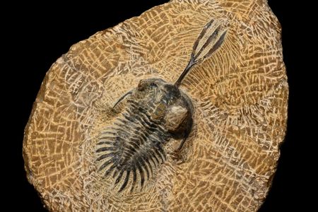 Early marine arthropods called trilobites disappeared—along with 90 percent of species in the ocean and 75 percent of those on land—at the end of the Permian period.