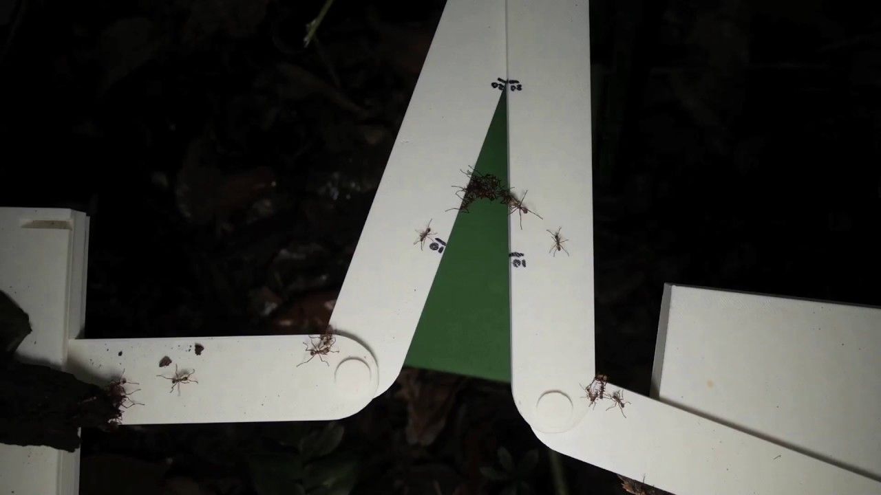 Preview thumbnail for How Army Ants Build Better Bridges