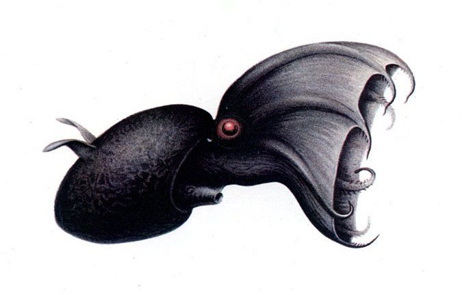 vampire squid