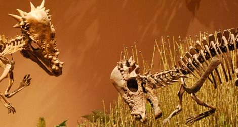 A pair of Pachycephalosaurus face off at the Museum of Ancient Life in Utah.