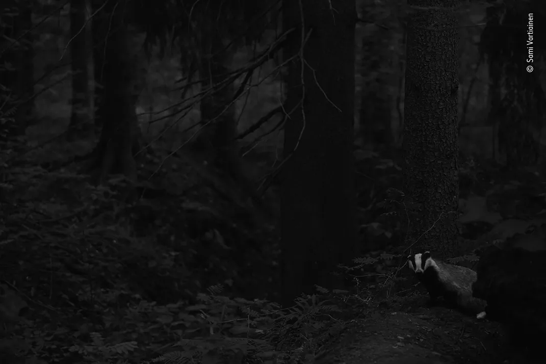 a badger in the dark peers into the frame