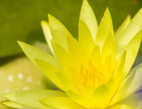 A Yellow Lotus thumbnail