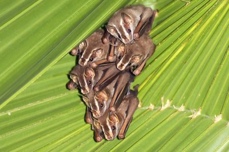 From leaf-engineering to complex social circles, there’s more to bats than flying and echolocation. (Charles J Sharp)