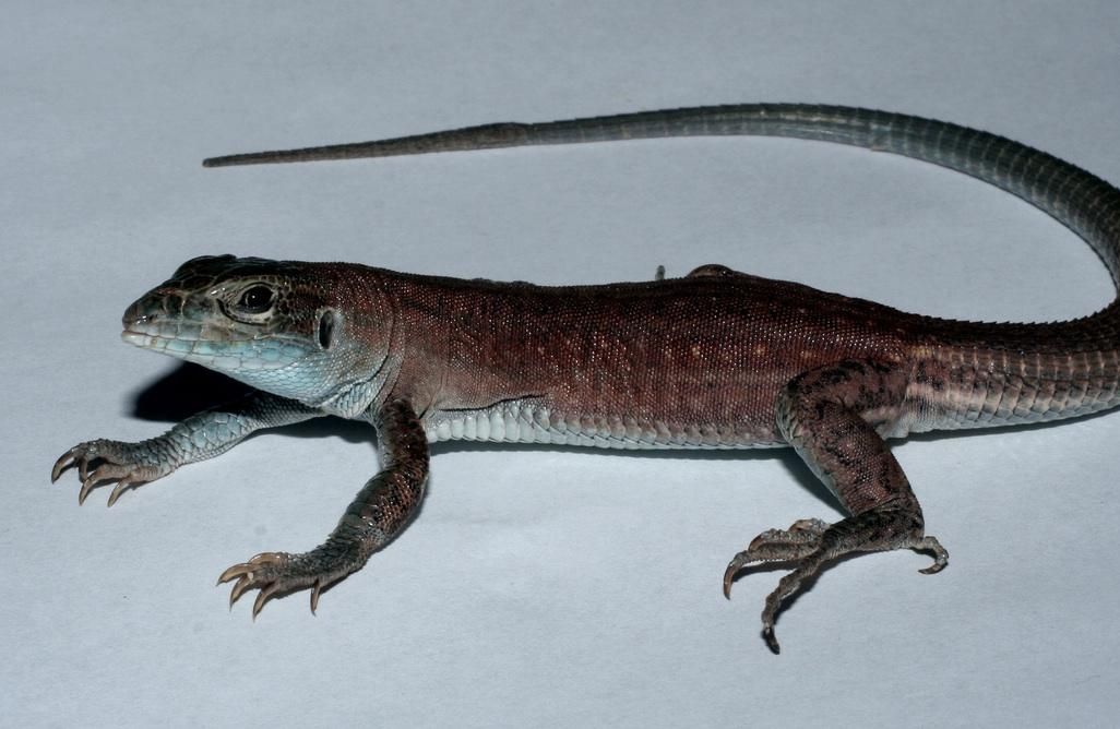 lizard