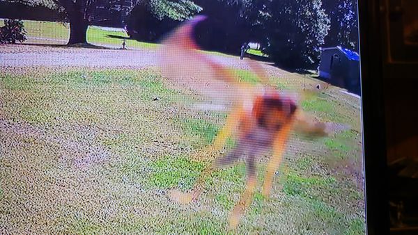 Hornet attacking a security camera thumbnail
