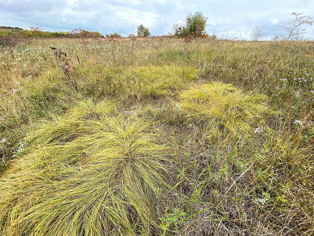 An image of yellow grasses at Bell Bowl Prairie in Rockford, Illinois
