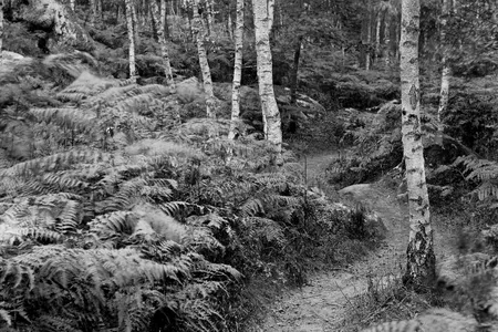 social footpath weaves through ferns and trees on Denecourt Trail No. 6
