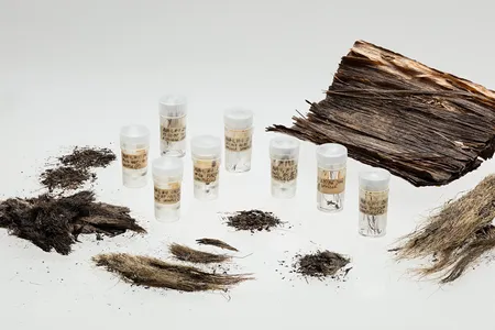 Having shown that it’s possible to identify whale species from baleen, Solazzo says, “Now we have a new tool to study those collections.”