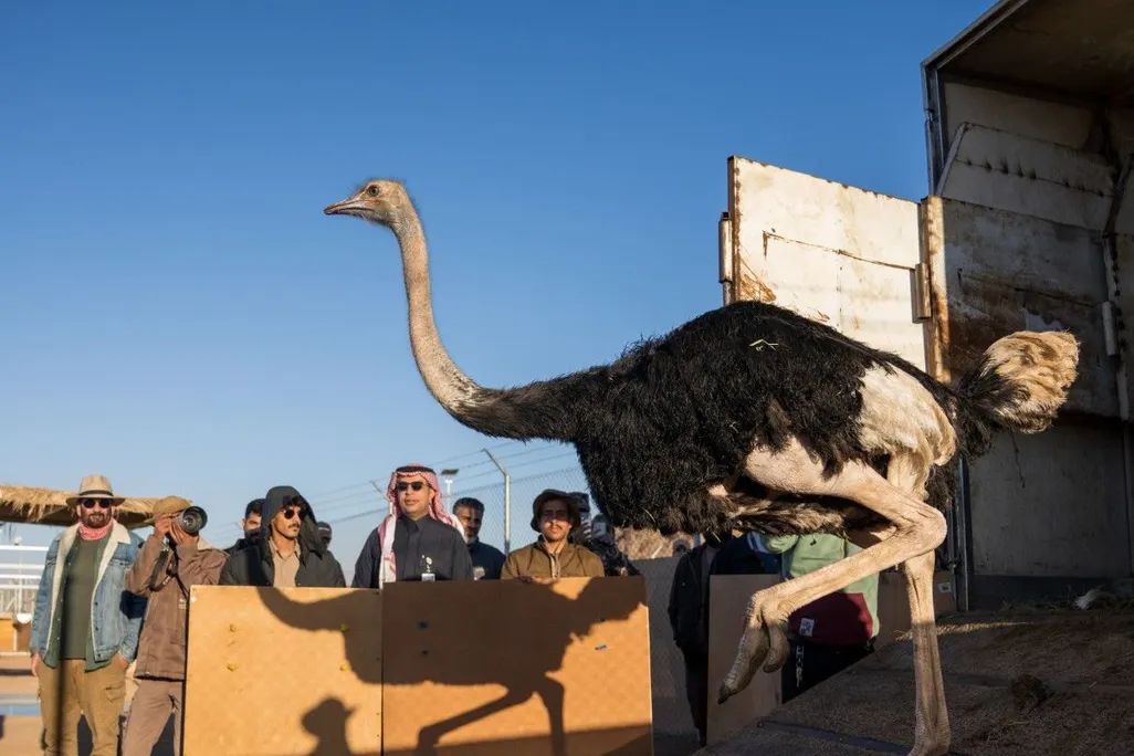 An ostrich running out of a trailer