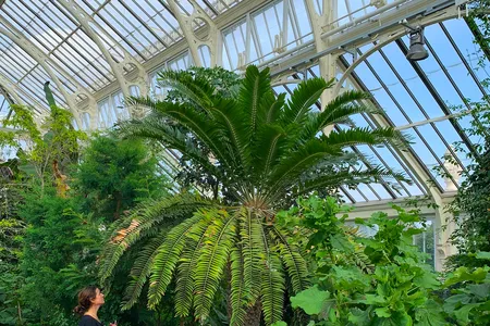 Project leader Laura Cinti visited the Wood&#39;s cycad at&nbsp;Royal Botanic Gardens, Kew, in London.