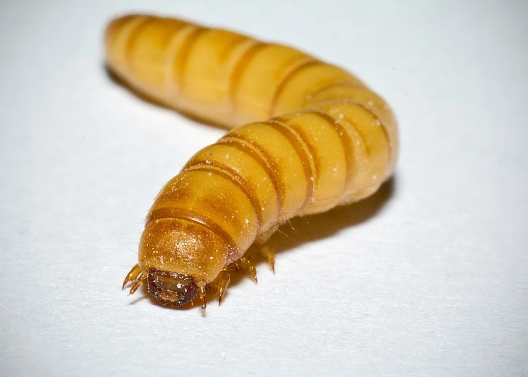 Tan mealworm larvae on white background