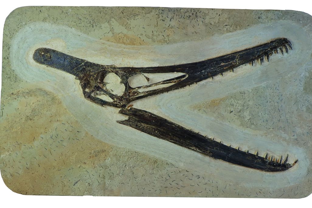 A fossil of a pterosaur cranium
