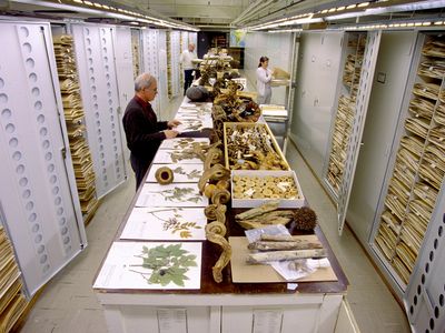 The herbarium of Washington, D.C.'s Natural History Museum teems with pressed specimens of thousands of distinct plants.