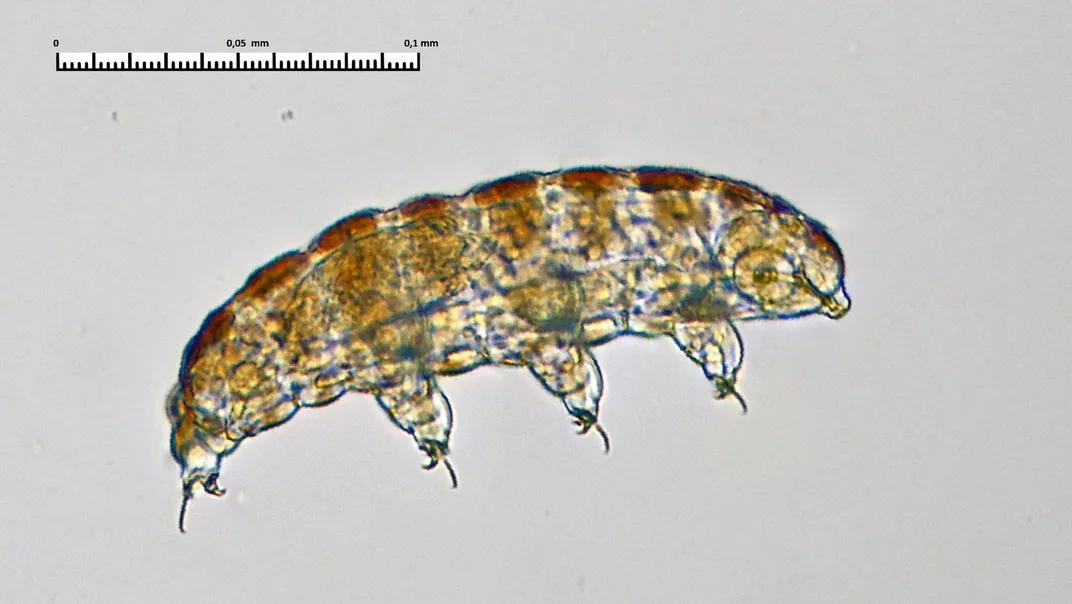 a tardigrade looking brown and yellow through a microscope