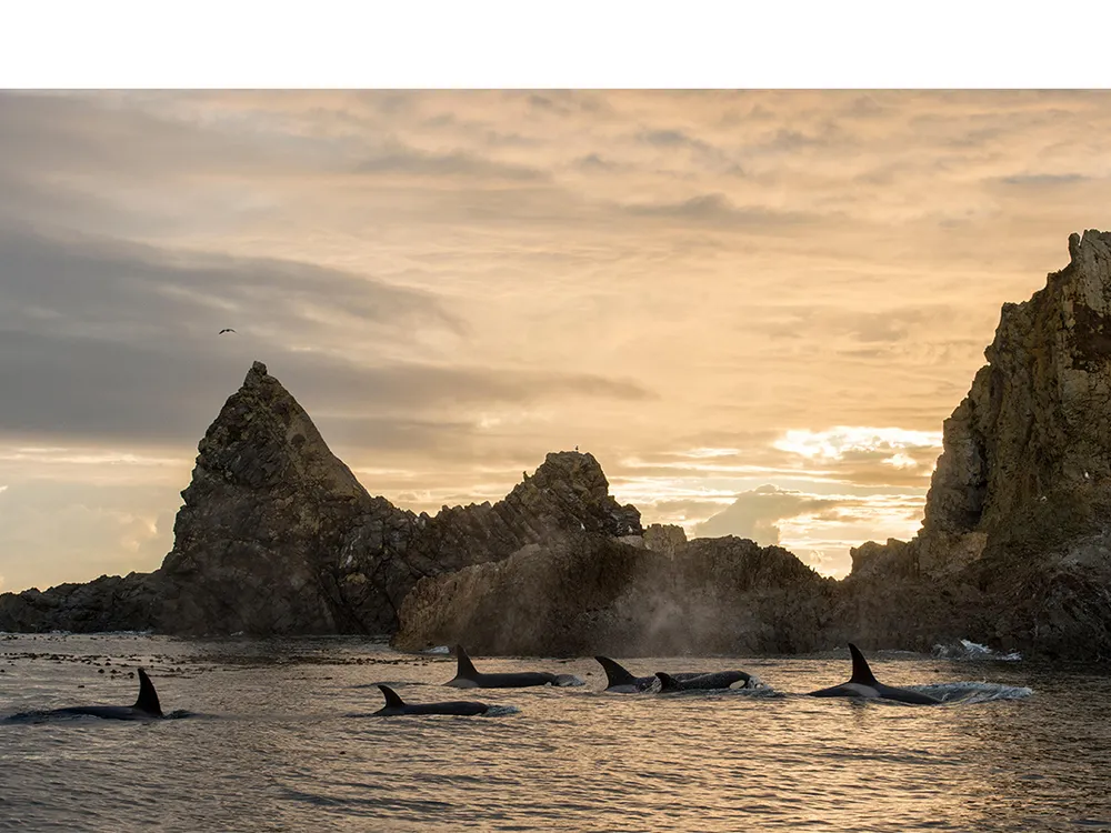 Transient killer whales, hunters extraordinaire, cruise by a sea lion haulout in the northeast Pacific.