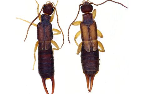 A male (left) and female (right) Nala lividipes earwig