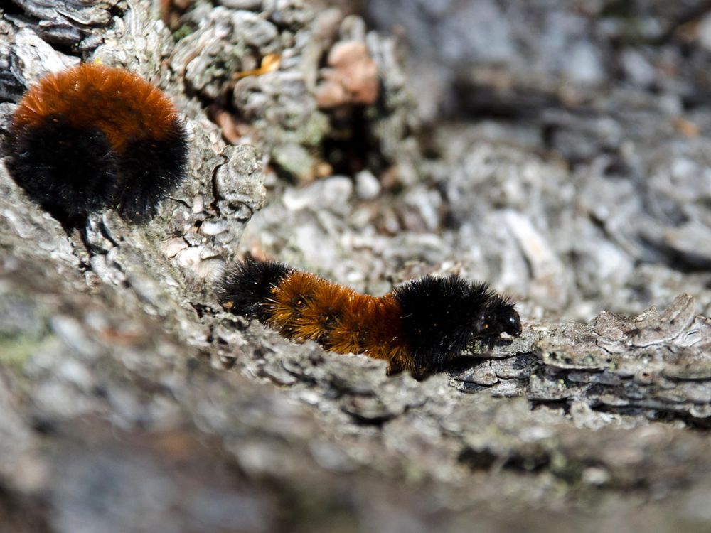 Wooly Bear Caterpillars