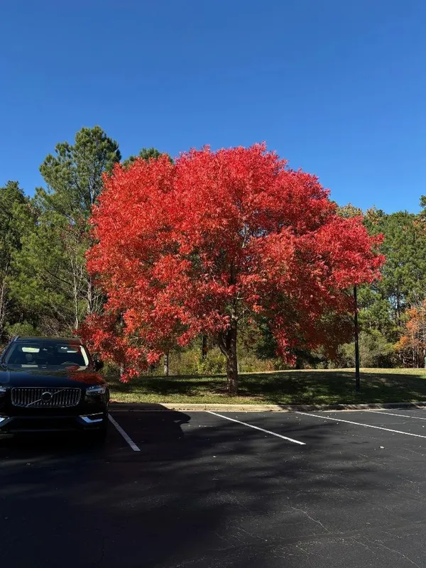 The Late Bloomer thumbnail