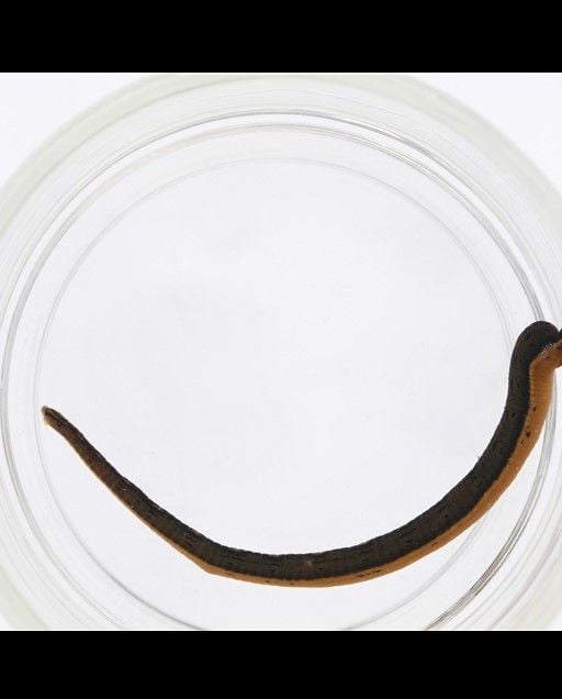 Brown and orange leech (Macrobdella mimicus) in a clear jar.  