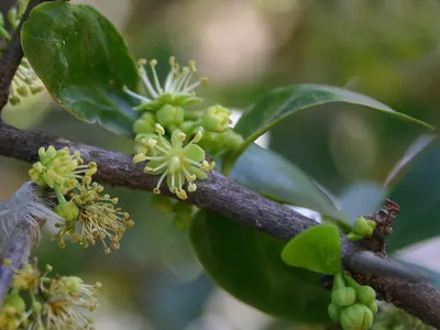 Botanists Vote to Remove Racial Slur From Hundreds of Plant Species Names image