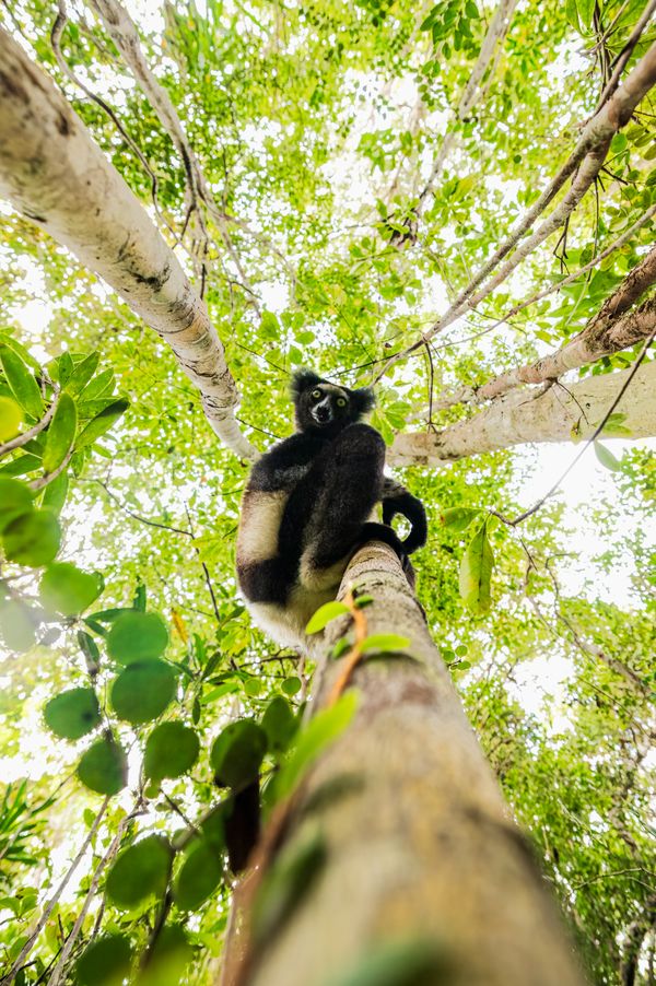 Realm of the Indri thumbnail