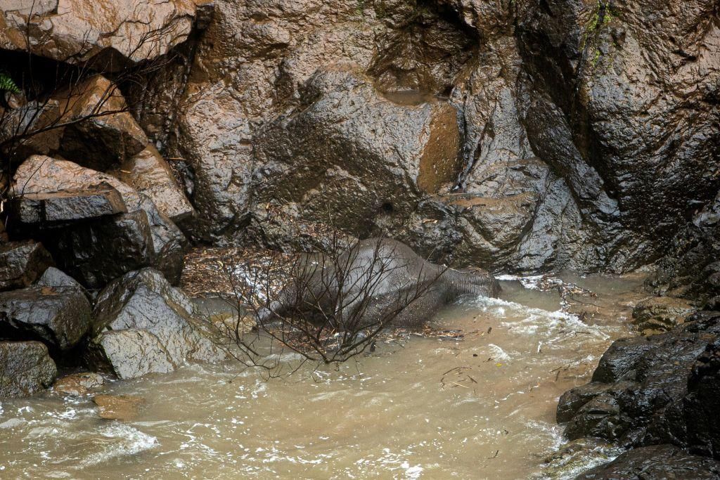 Six Elephants Die After Plummeting Down a Waterfall in Thailand