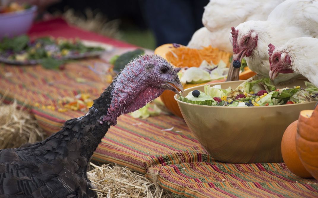 14 - Plot twist! Instead of being the dinner, these birds at an animal sanctuary are enjoying a meal of fresh veggies on Thanksgiving Day.