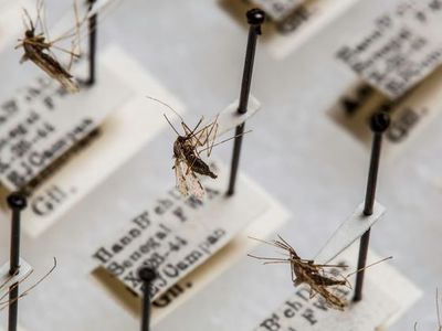 The Smithsonian’s National Mosquito Collection has about 1.9 million specimens from around the world that researchers use to study diseases like malaria.