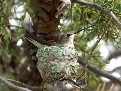 A mother hummingbird in Arizona incubates her eggs under the indirect protection of her neighborhood hawk. 