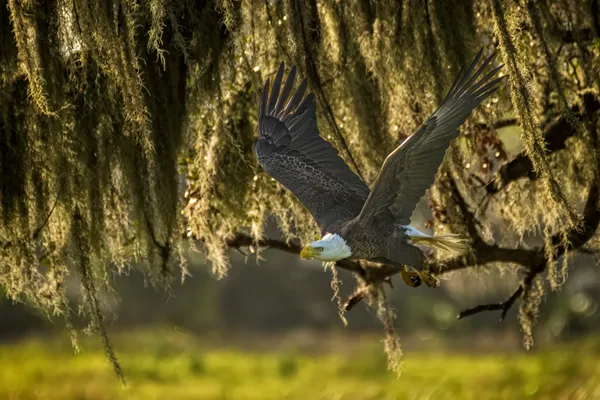 Bald Eagle in flight 4 thumbnail