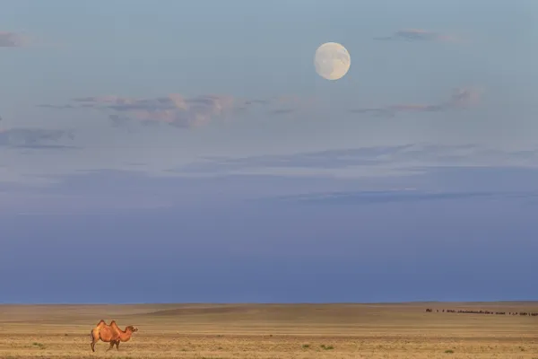 Bactaran Camel and Moonrise, Mongolia thumbnail